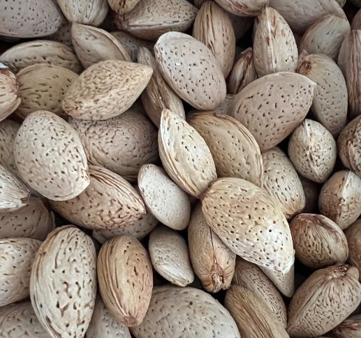 فروش بادام سنگی ارومیه + قیمت عمده